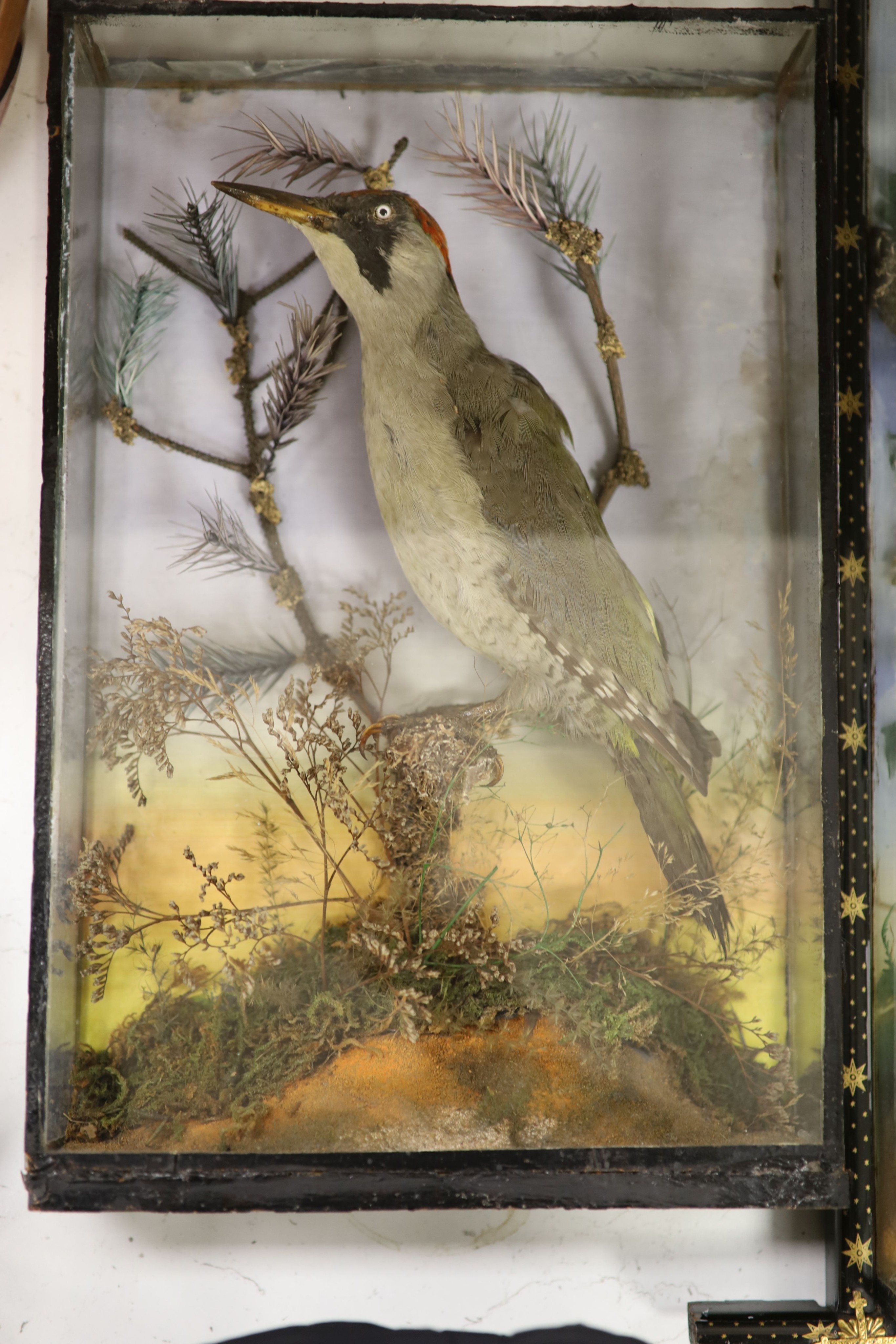 Two Cased Taxidermic European green woodpeckers, largest case, 64 cm high